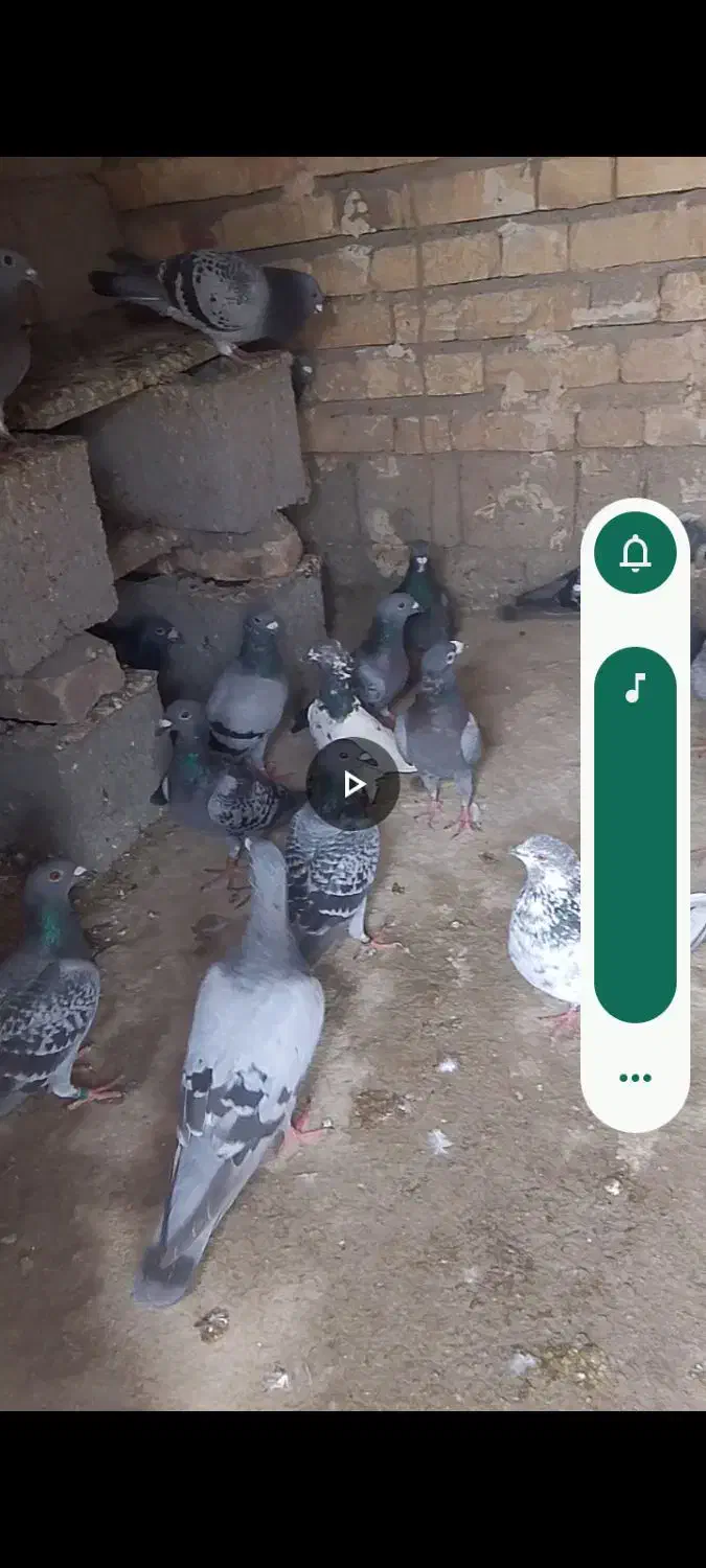 1000000|پرنده|رودبار (کرمان), |دیوار