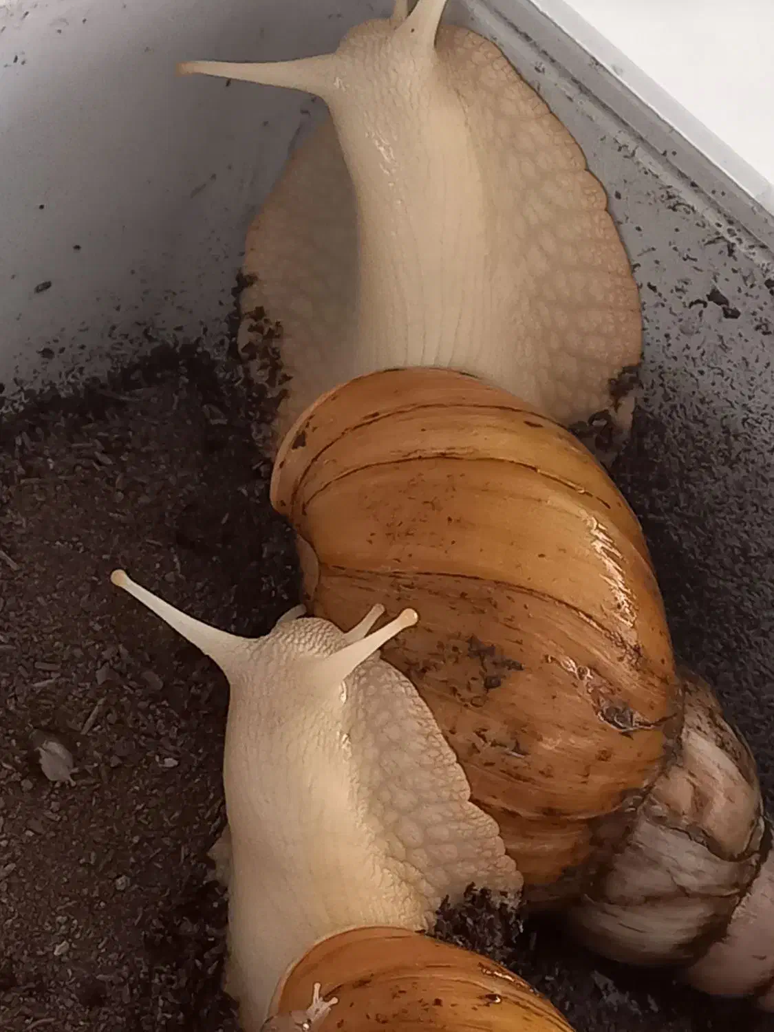 حلزون|خزنده|تهران, افسریه جنوبی|دیوار