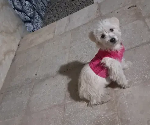 سگ خانگی|سگ|قم, سالاریه|دیوار