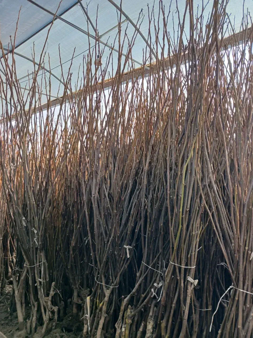 نهال گردوی مرغوب چرخه اقتصادی بالا|خدمات باغبانی و درختکاری|مریوان, |دیوار