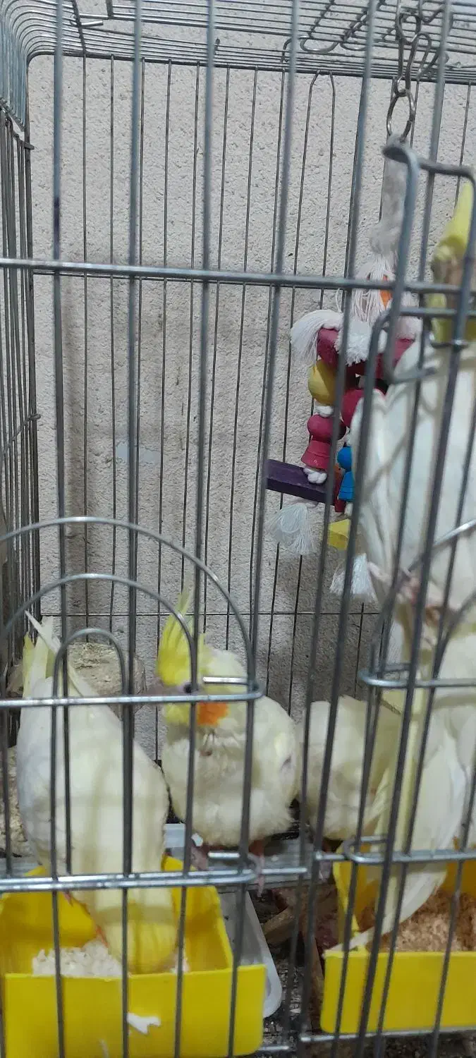 عروس هلندی دستی و رام|پرنده|تهران, والفجر (افسریه)|دیوار