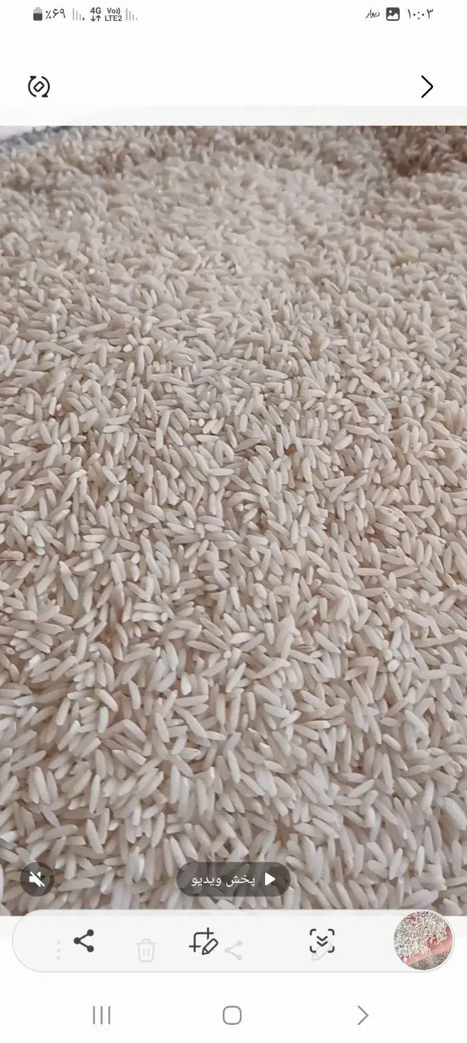 برنج هاشمی|خوردنی و آشامیدنی|سنگر, |دیوار