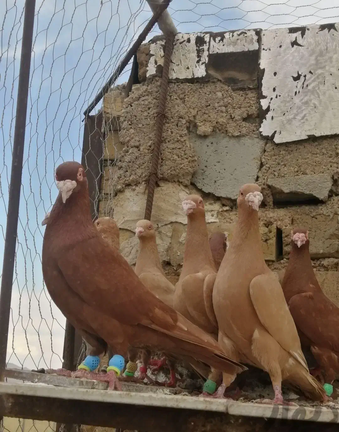 زرد خارجی جاکوبین بخارا سرور|پرنده|یزد, |دیوار