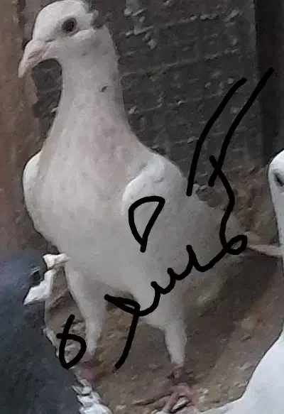 گمشده جوجه|حیوانات|تربت‌حیدریه, حسنی بالا|دیوار