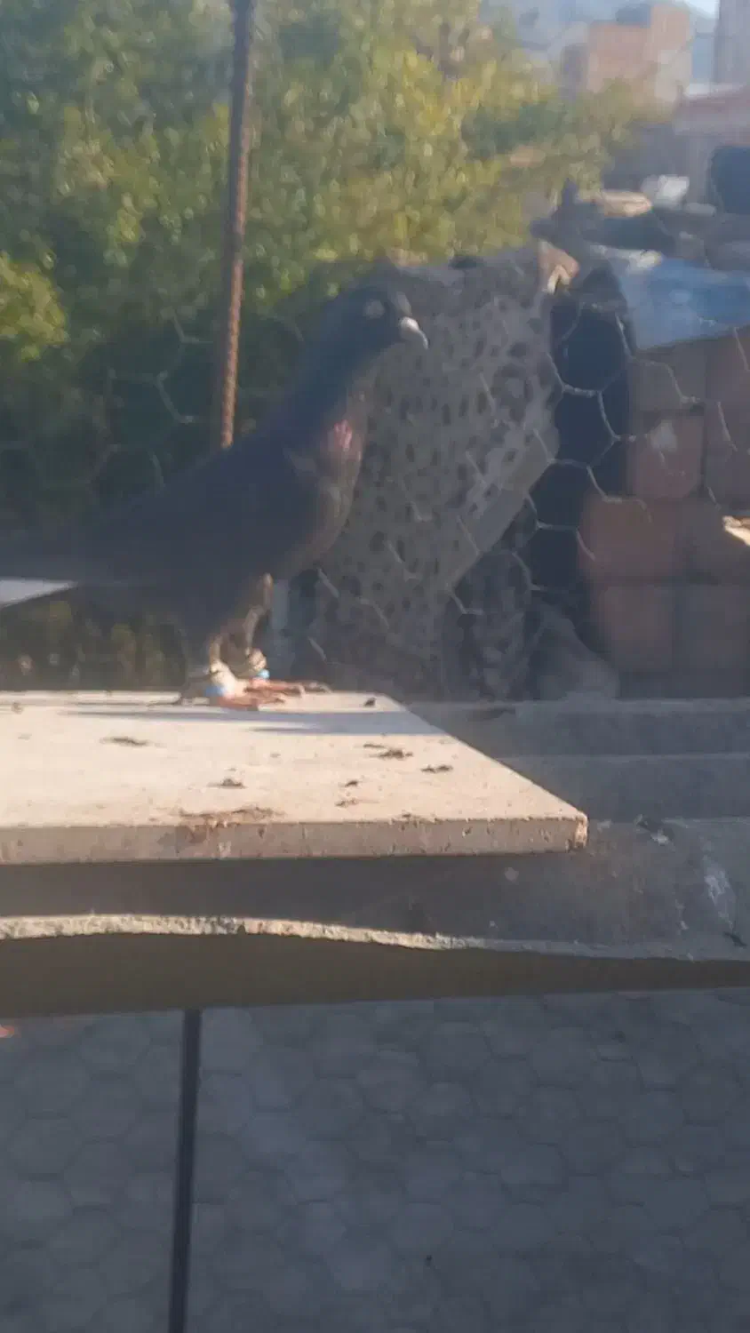 کبوتر|پرنده|گالیکش, |دیوار