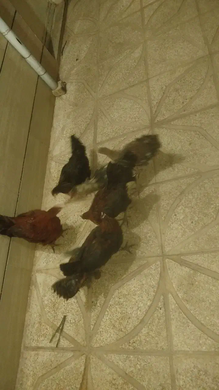 مرغ و خروس سالم|حیوانات مزرعه|کوهدشت, |دیوار