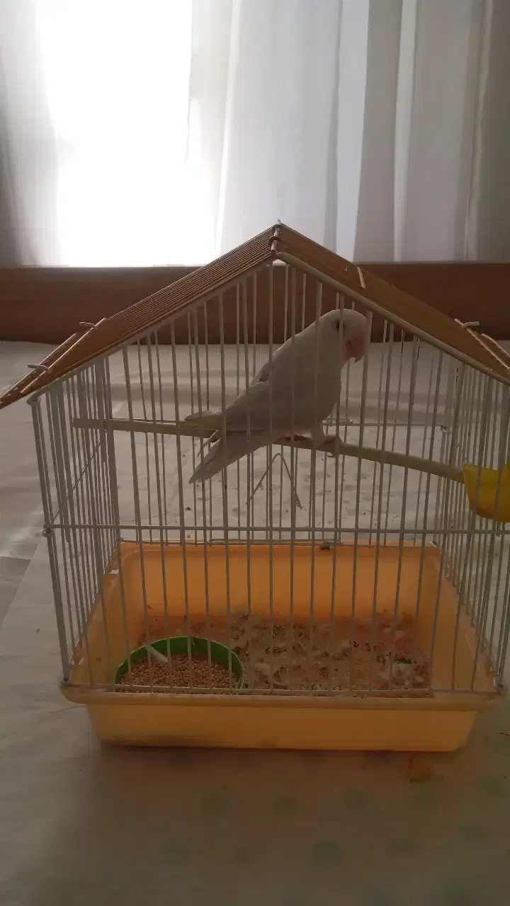 طوطی برزیلی سفید|پرنده|مشکیندشت, |دیوار