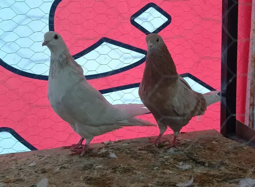 کفتر پرشی ساعت سنگین|پرنده|قم, خداکرم|دیوار