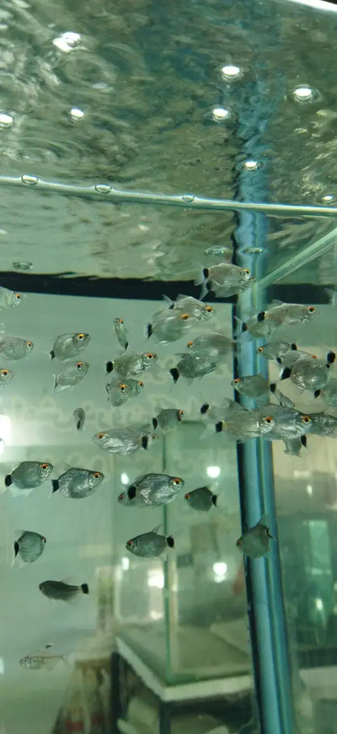 انواع ماهی و تجهیزات آکواریوم|ماهی|اصفهان, شهرک ولیعصر|دیوار