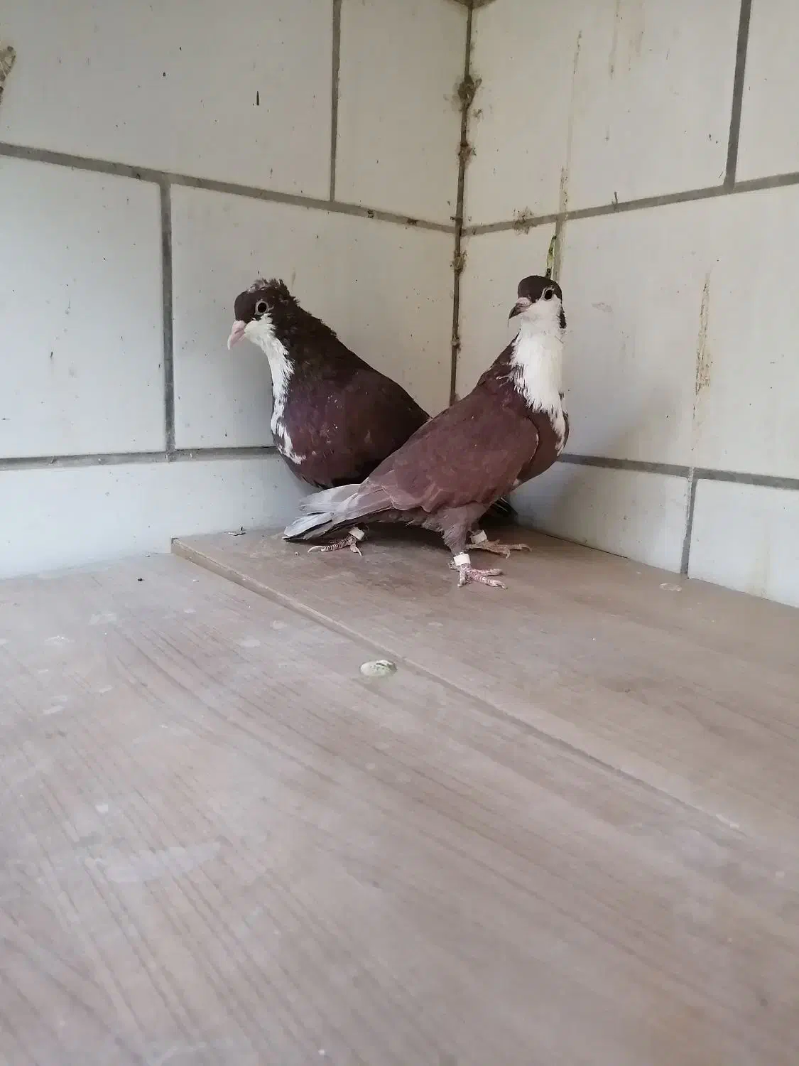 دوعدد جوجه رسمی سرخ کلاهی 8لقه|پرنده|کرمان, |دیوار