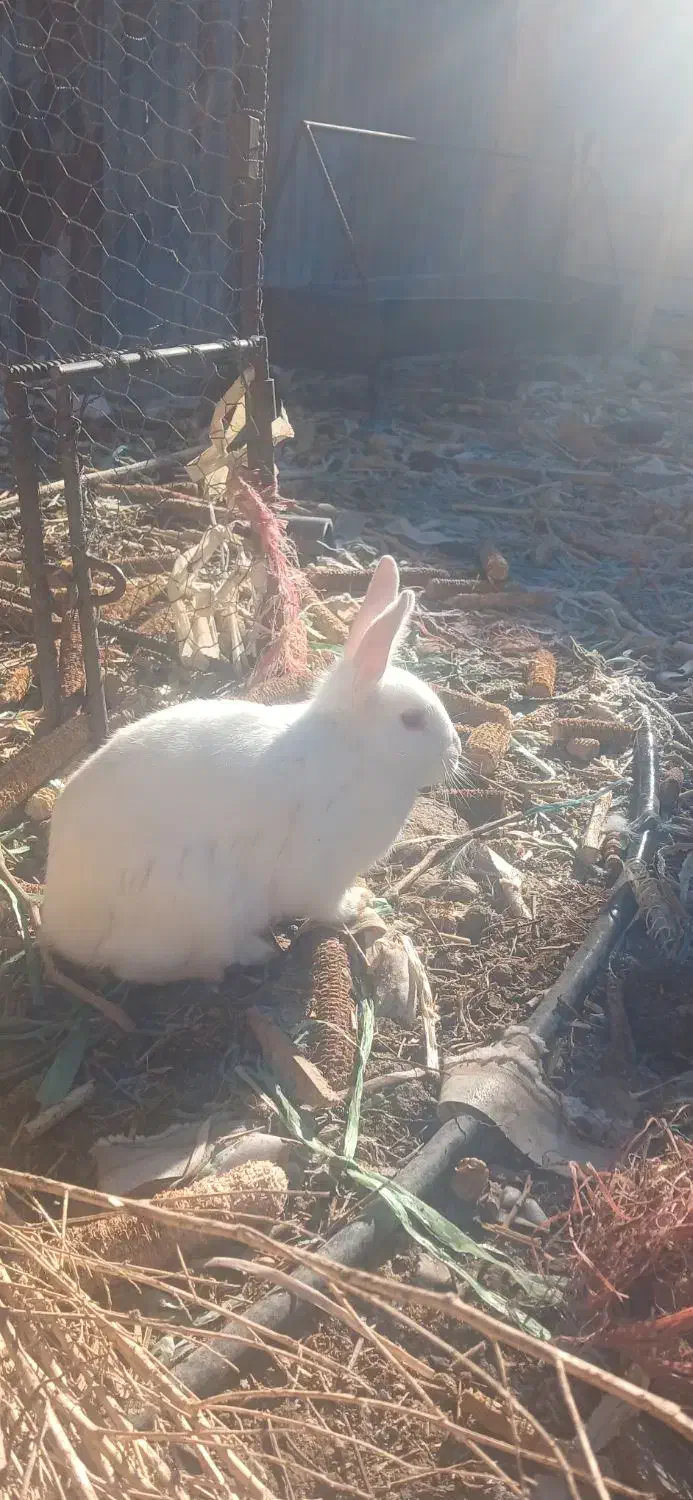 خرگوش|موش و خرگوش|فرخ‌شهر, |دیوار