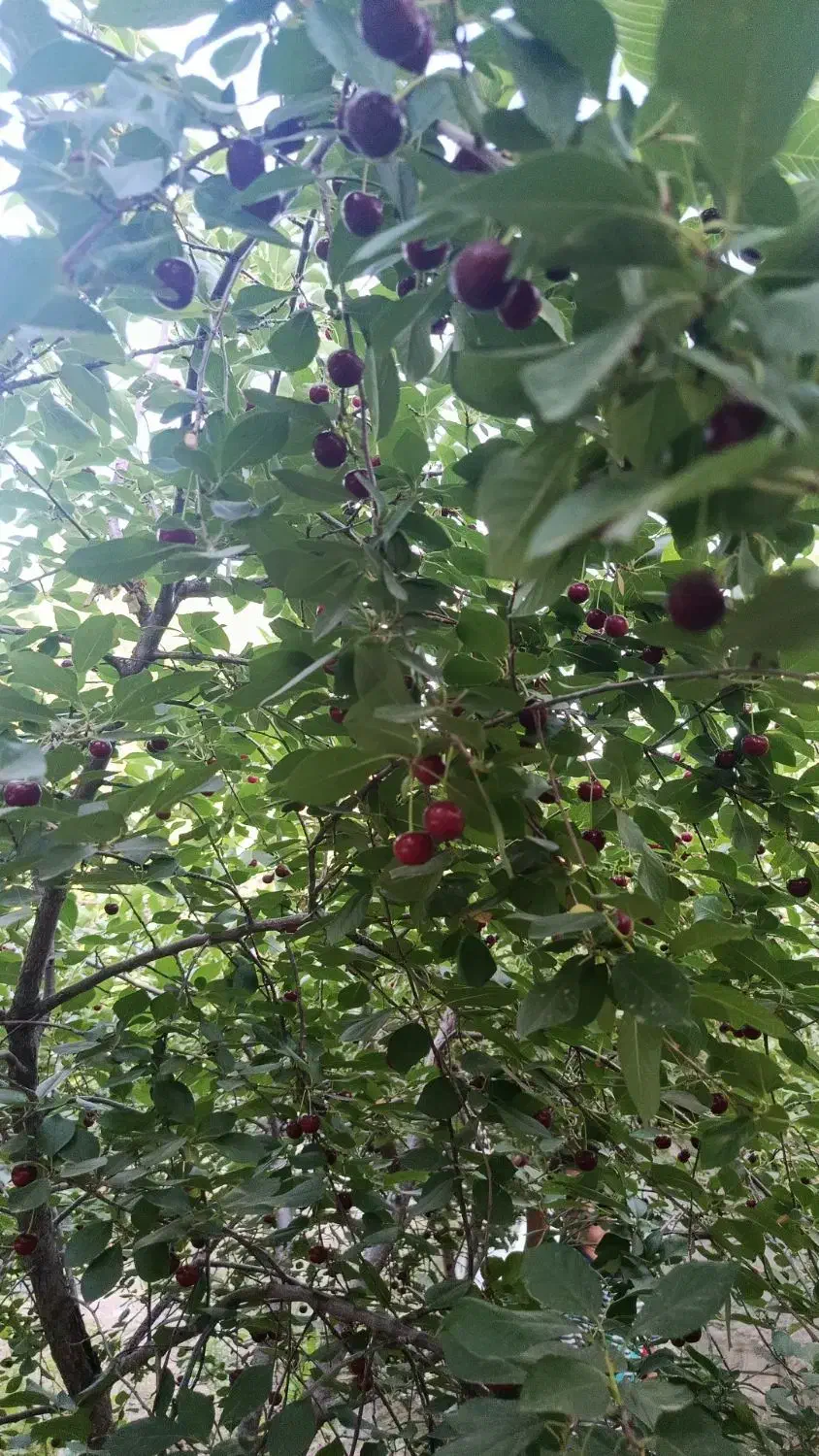 هرس درخت|خدمات باغبانی و درختکاری|چناران, |دیوار