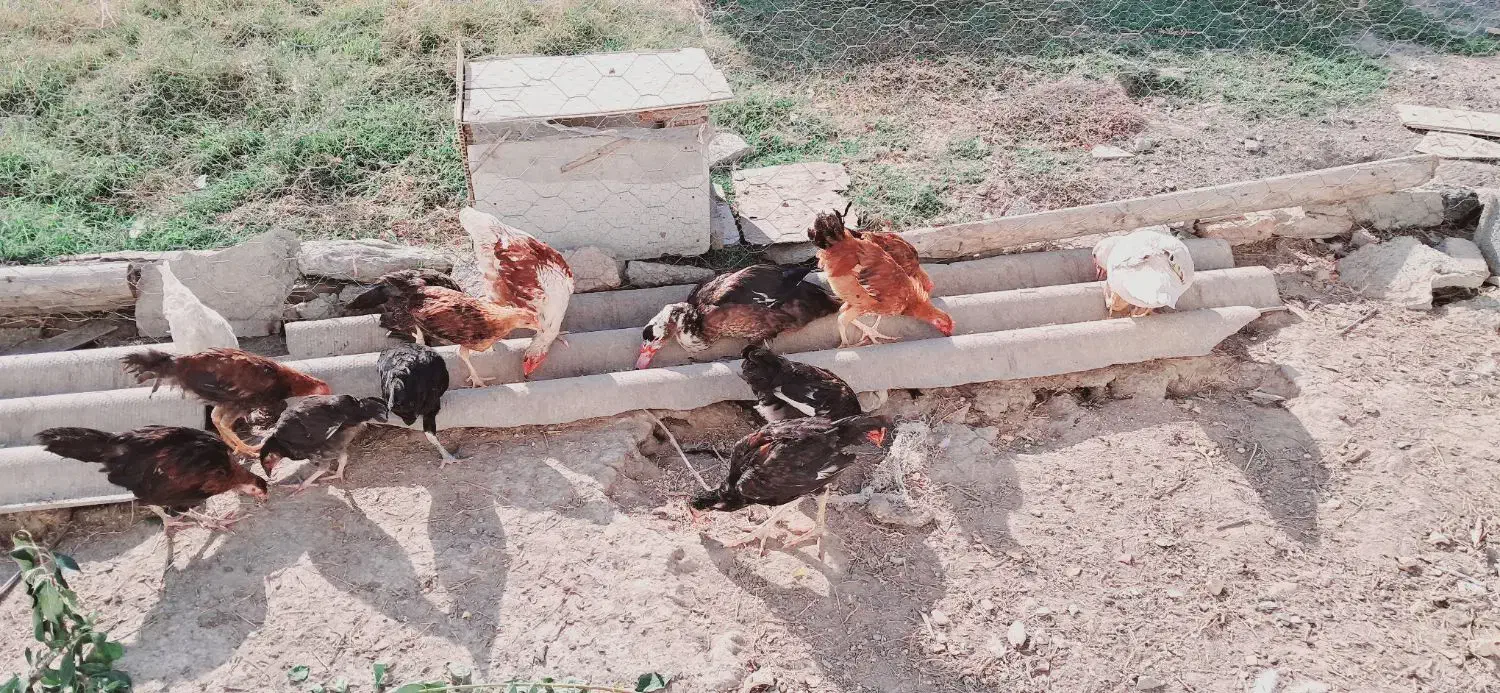 مرغ و خروس(جوجه)|حیوانات مزرعه|گمیشان, |دیوار