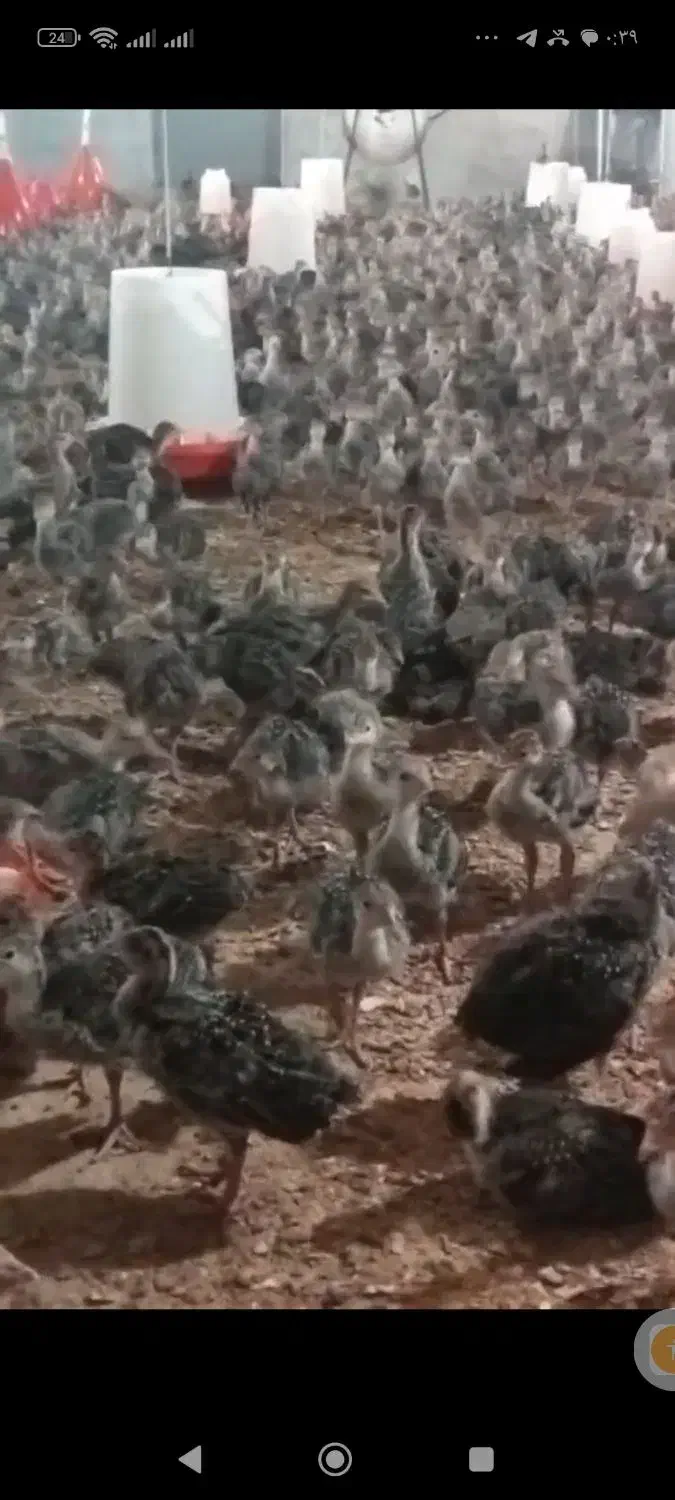 بوقلمون|حیوانات مزرعه|مهربان, |دیوار