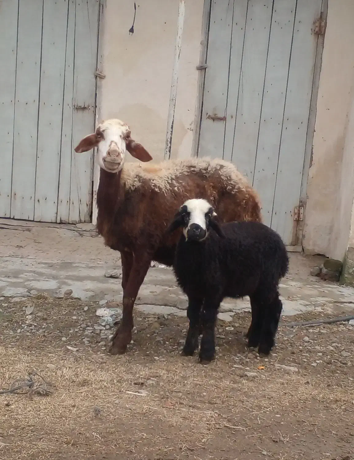 دو راس گوسفندبره دار ، و هفت گوسفند آبست|حیوانات مزرعه|گرگان, |دیوار