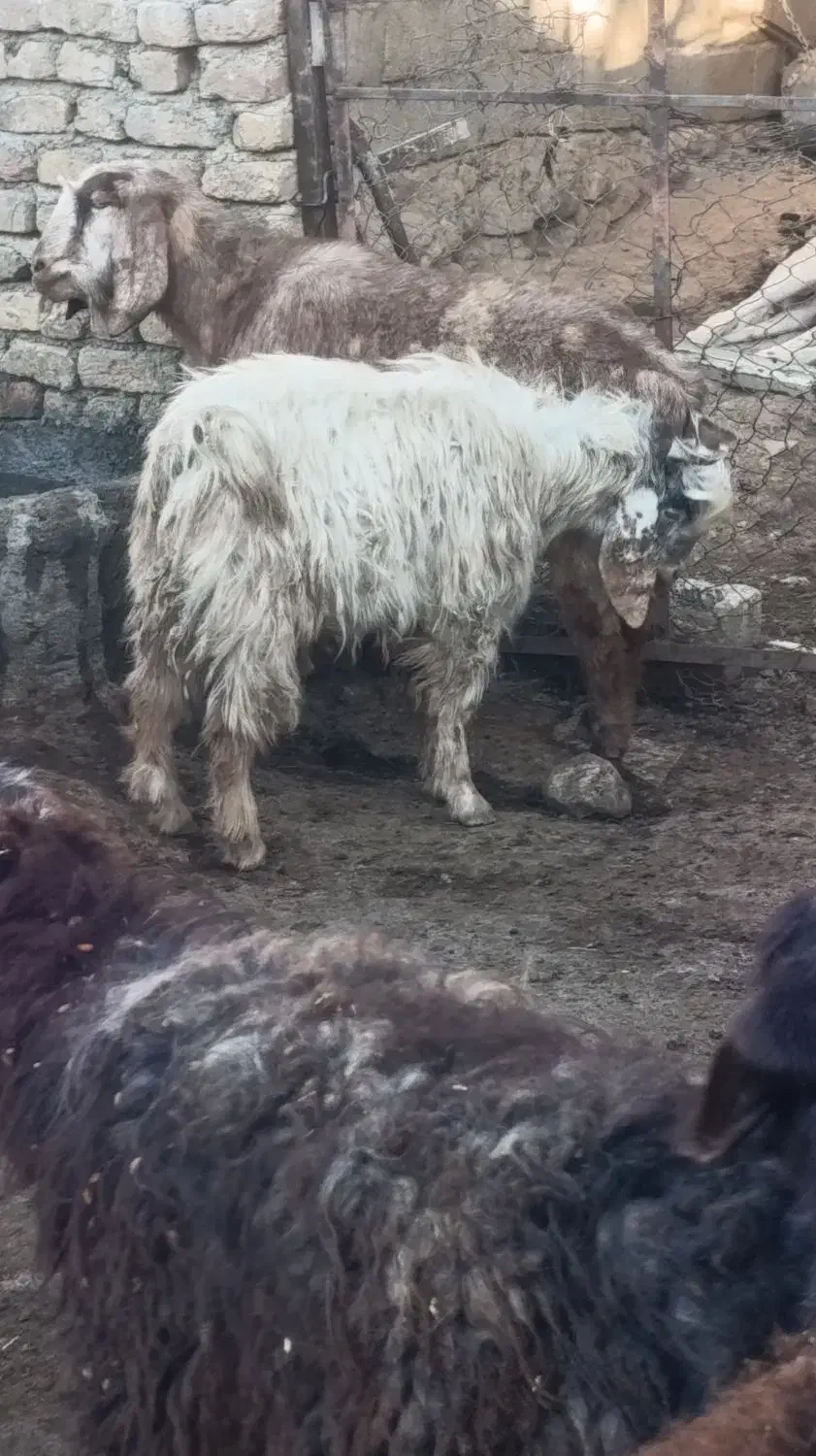 چپش نر  کیلویی 300|حیوانات مزرعه|زاغه, |دیوار