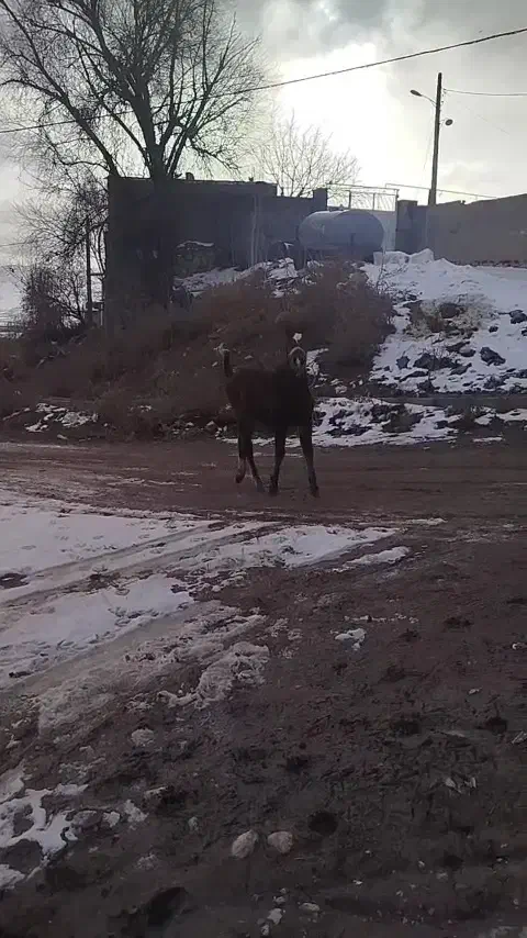 کره نریون|اسب و تجهیزات اسب‌سواری|دورود, |دیوار