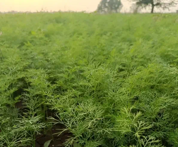 شوید|خوردنی و آشامیدنی|خان ببین, |دیوار