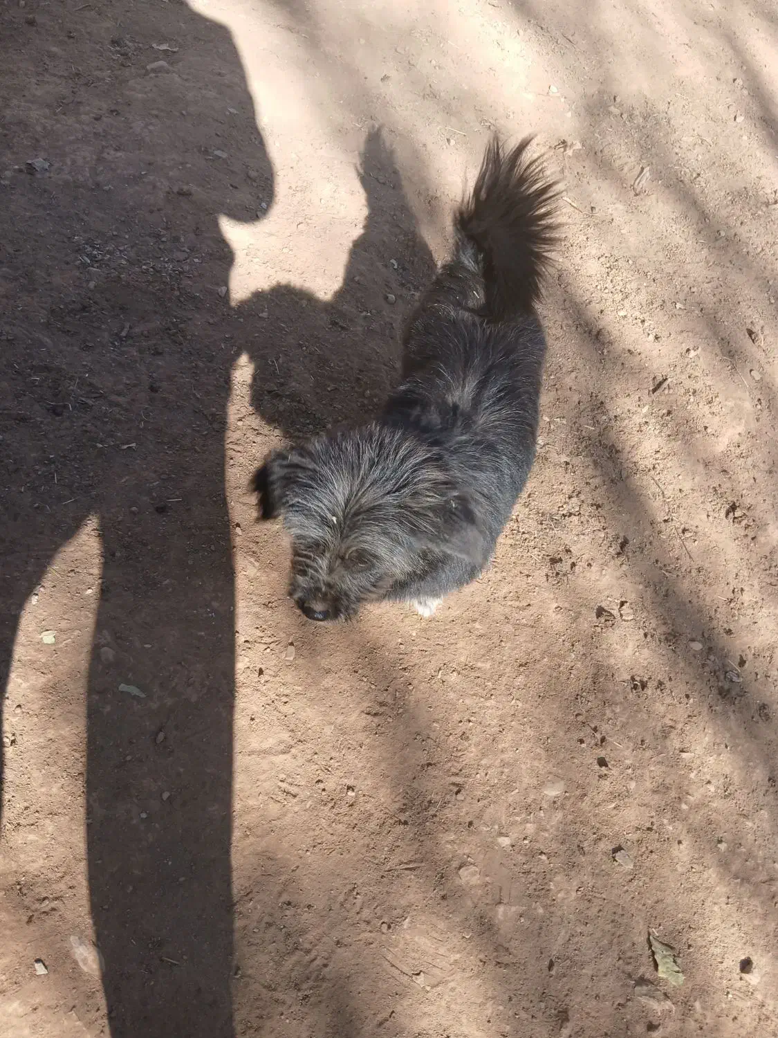 نر باهوش|سگ|شهرکرد, |دیوار