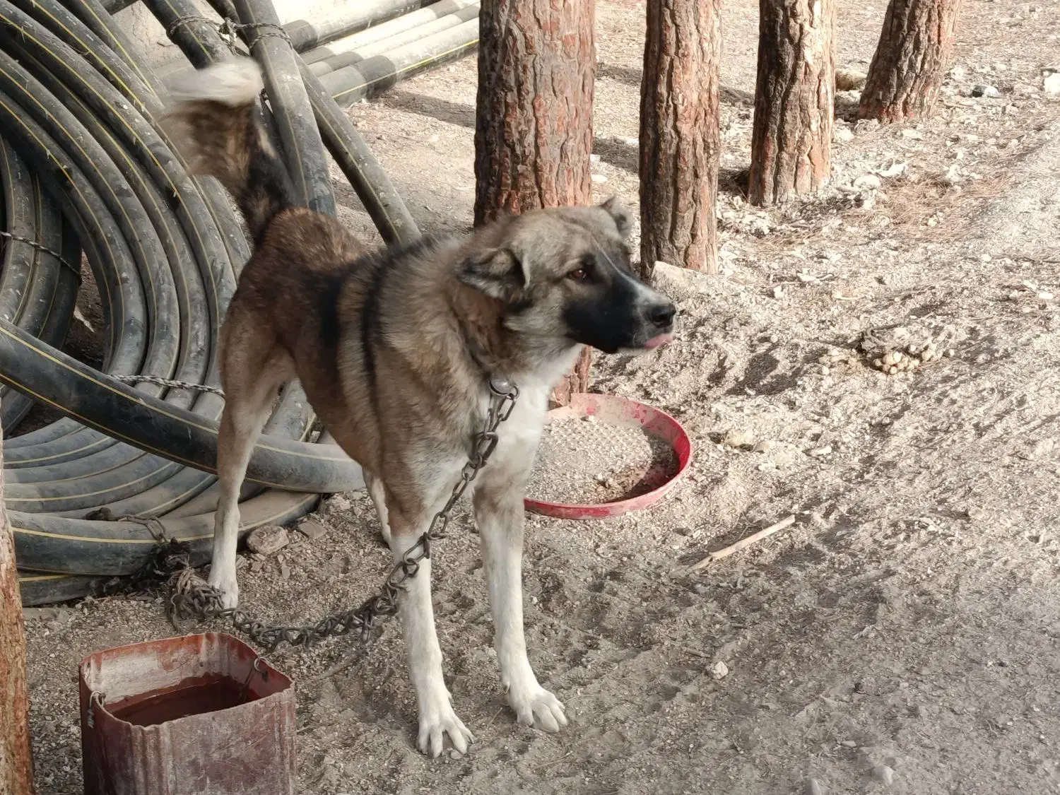 سگ سرابی|سگ|مشهد, وکیلآباد|دیوار