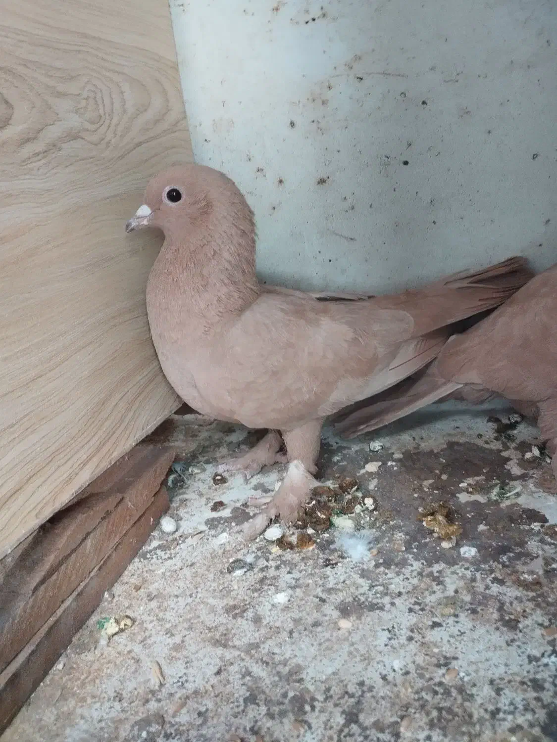 کبوتر|پرنده|کرمان, |دیوار