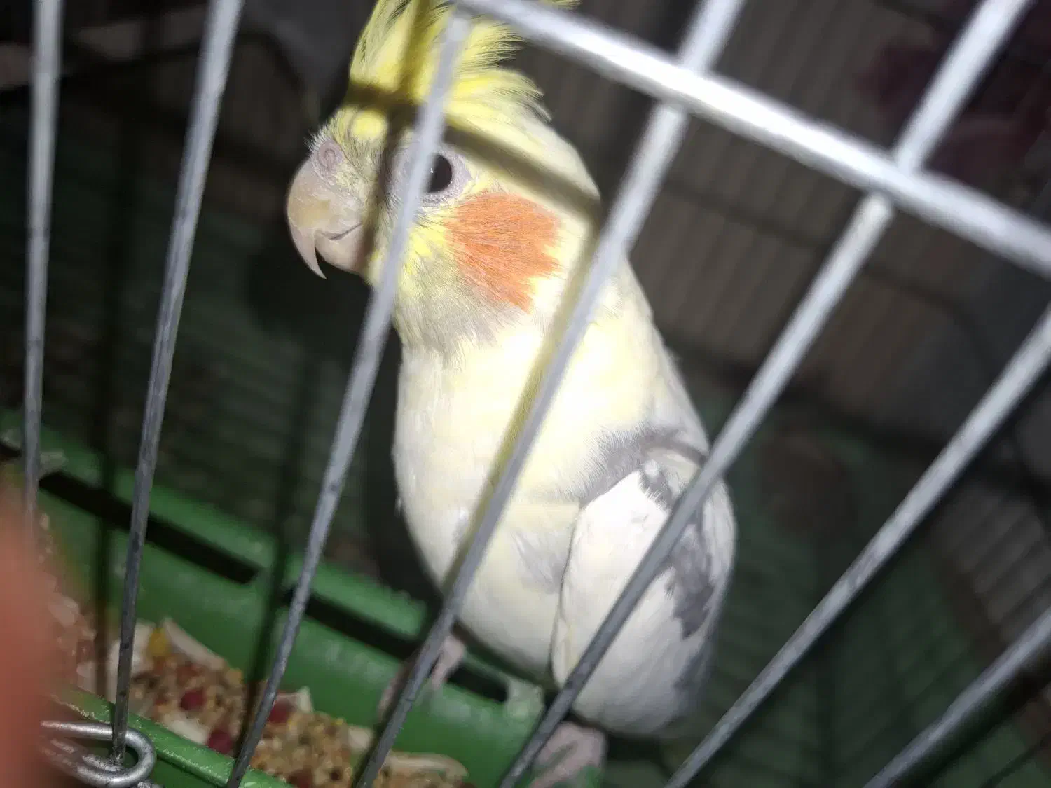 فروش یک عدد عروس هلندی|پرنده|بندر کنگان, |دیوار