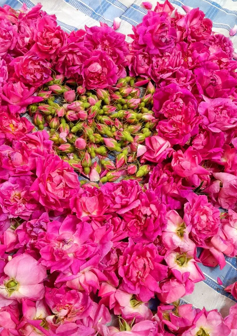 گلاب|گل و گیاه طبیعی|مرند, |دیوار