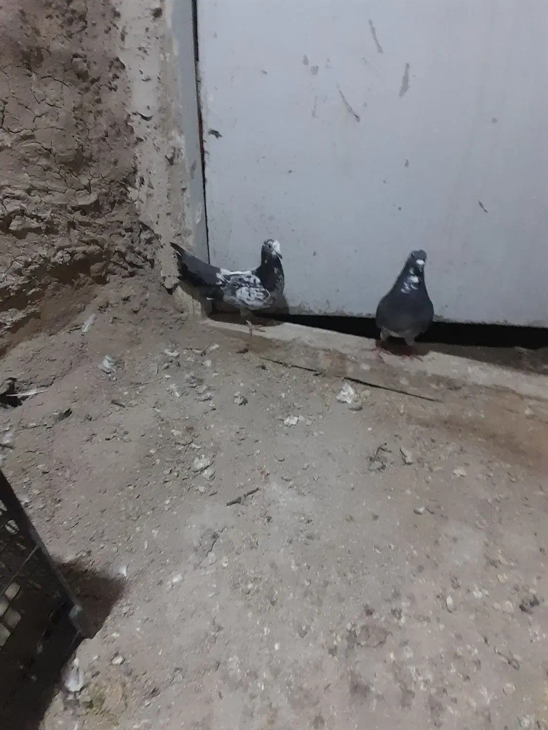 کبوتر|پرنده|شیروان (خراسان), |دیوار