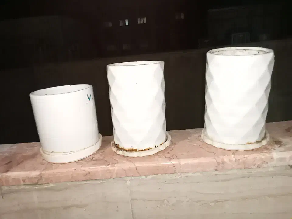 تعدادی گل و گلدان|گل و گیاه طبیعی|شاهین‌شهر, شهرک گلدیس|دیوار