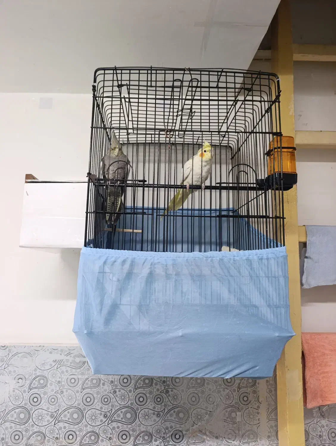 عروس هلندی دست آموز|پرنده|سراب, |دیوار