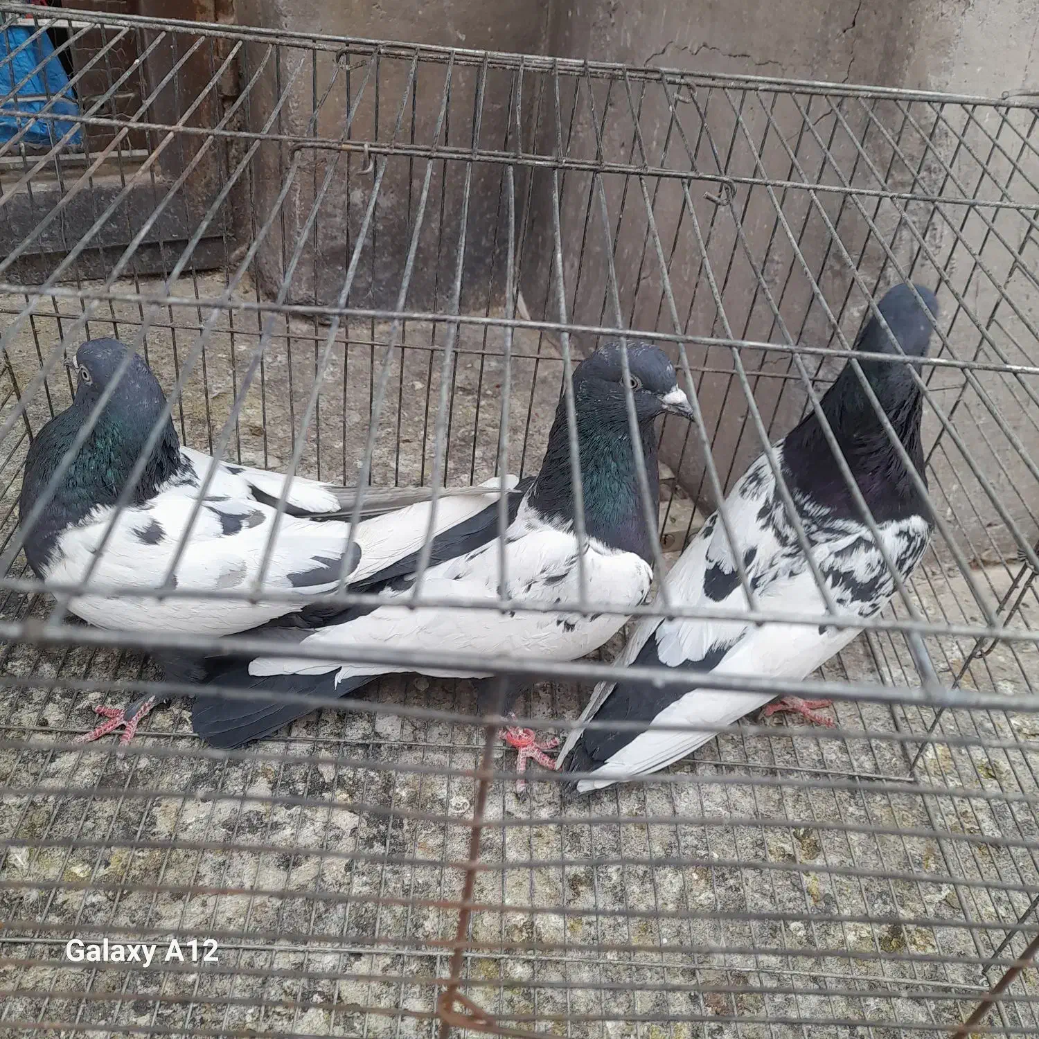 کفتر|پرنده|چترود, |دیوار