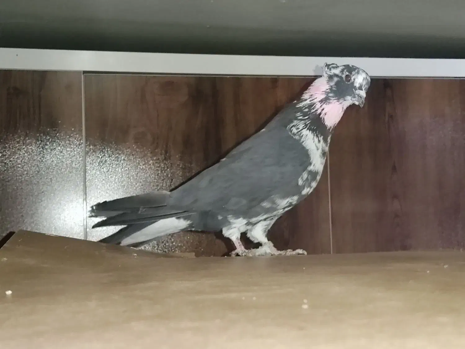 4تا نر تیرماهی|پرنده|قم, زند آباد|دیوار