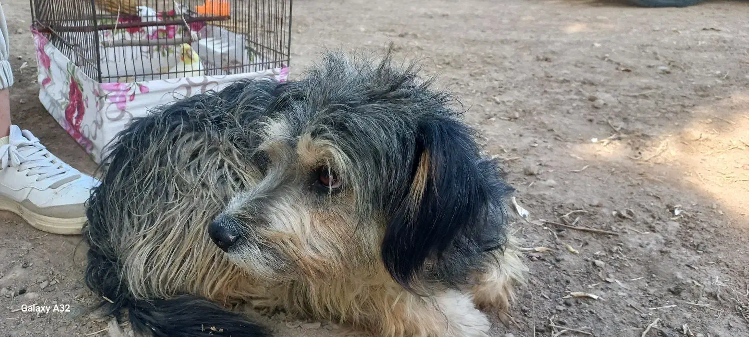 گمشده|حیوانات|شیروان (خراسان), |دیوار