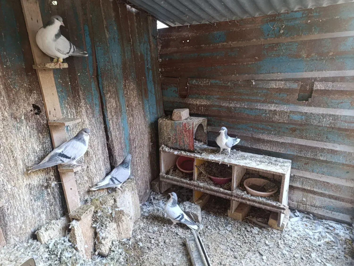 کبوتربدرنگ|پرنده|الوند, |دیوار