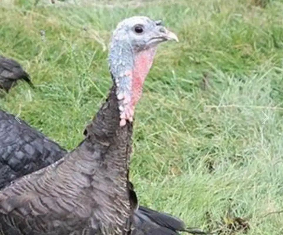 بوقلمون|حیوانات مزرعه|تربت جام, پاسداران|دیوار