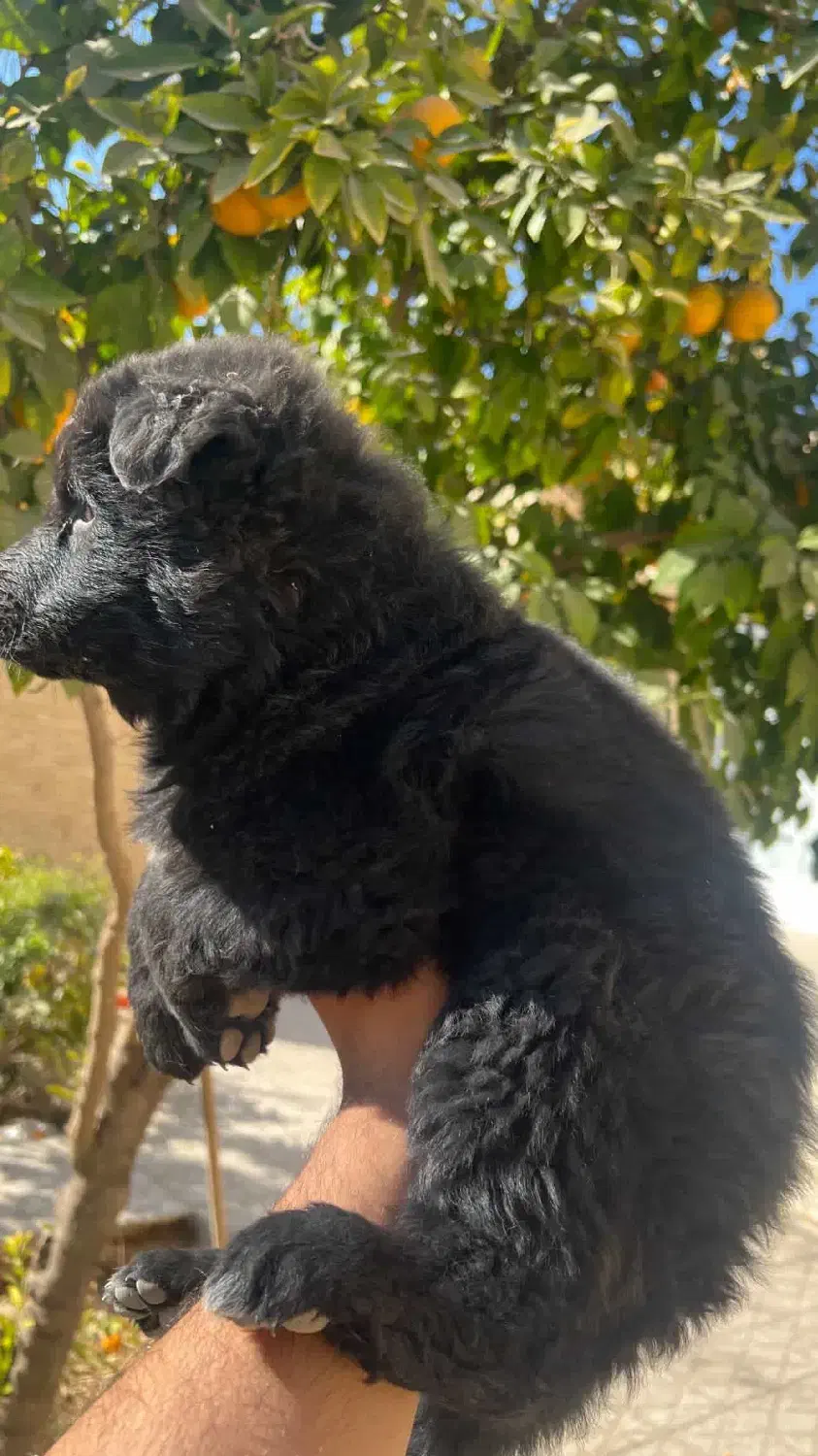 توله ژرمن|سگ|یزد, |دیوار