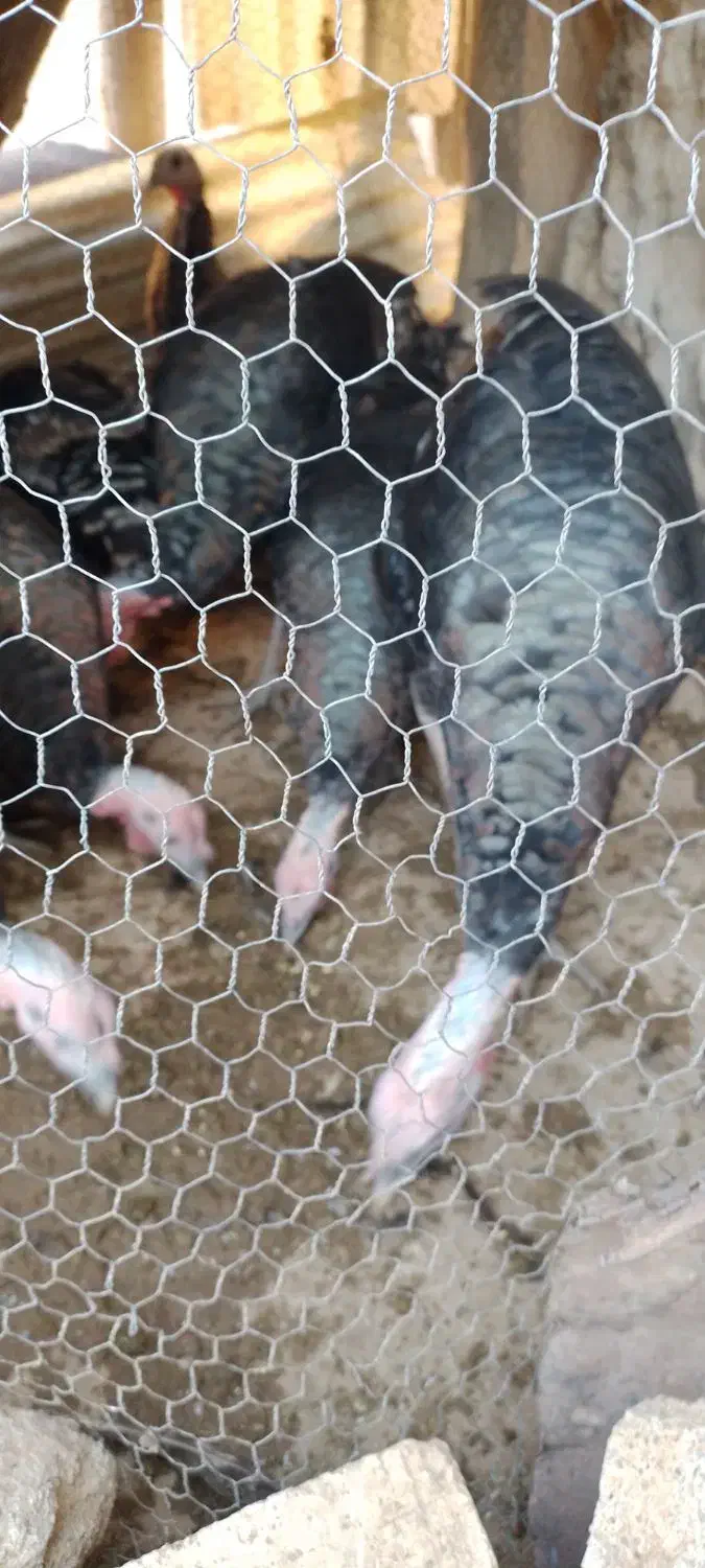 بوقلمون'محلی|حیوانات مزرعه|کلیائی, |دیوار