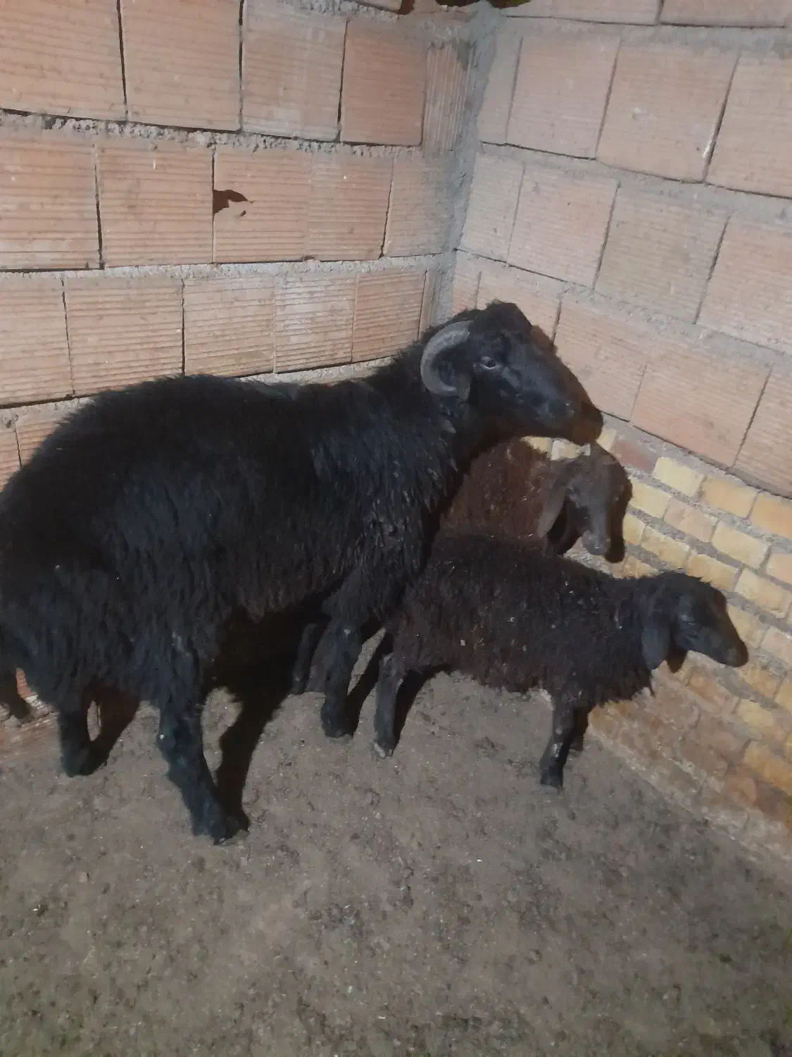 نر شیشکی تخمی|حیوانات مزرعه|خان ببین, |دیوار