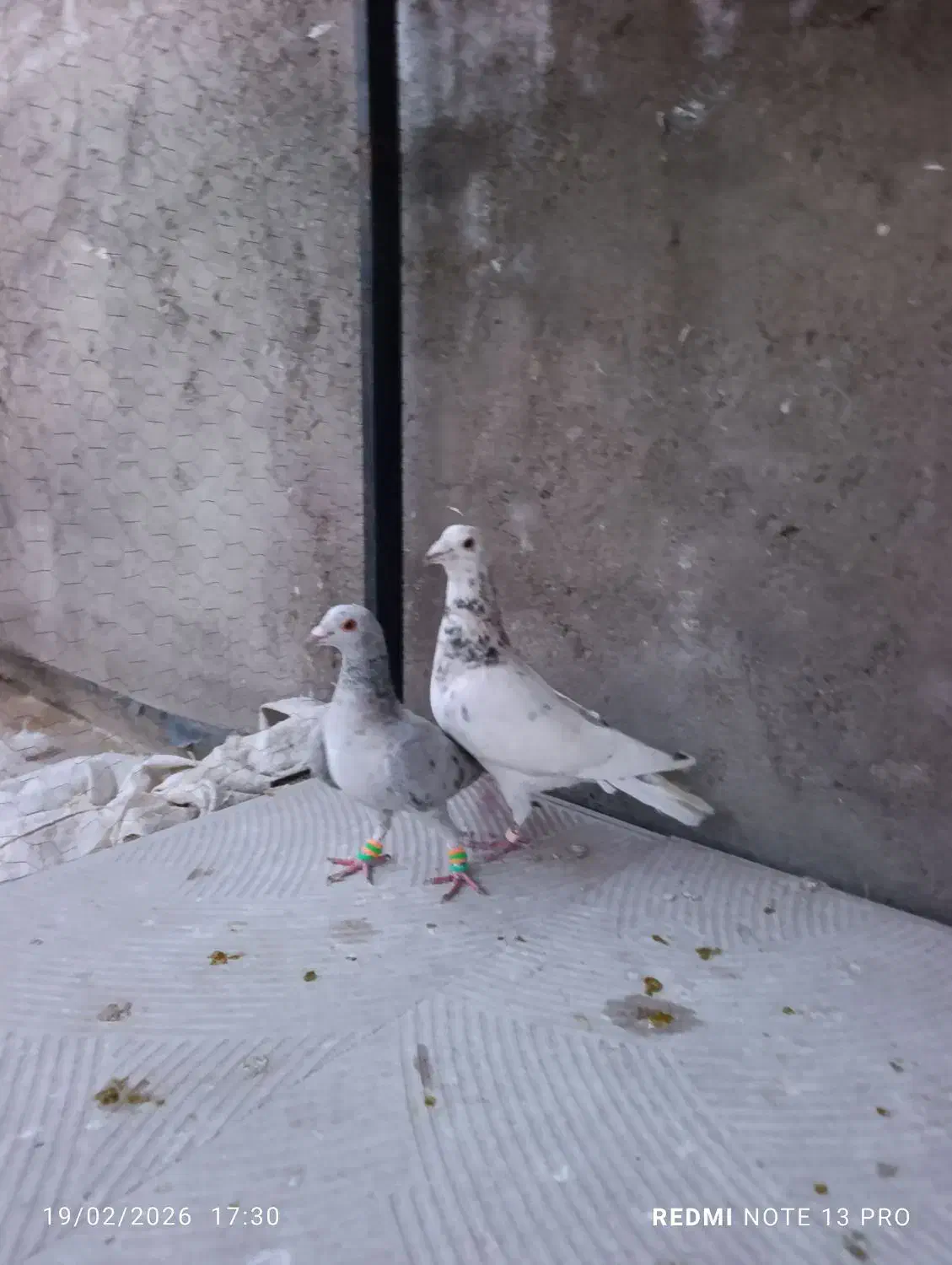 ماده.|پرنده|نیشابور, مازول|دیوار