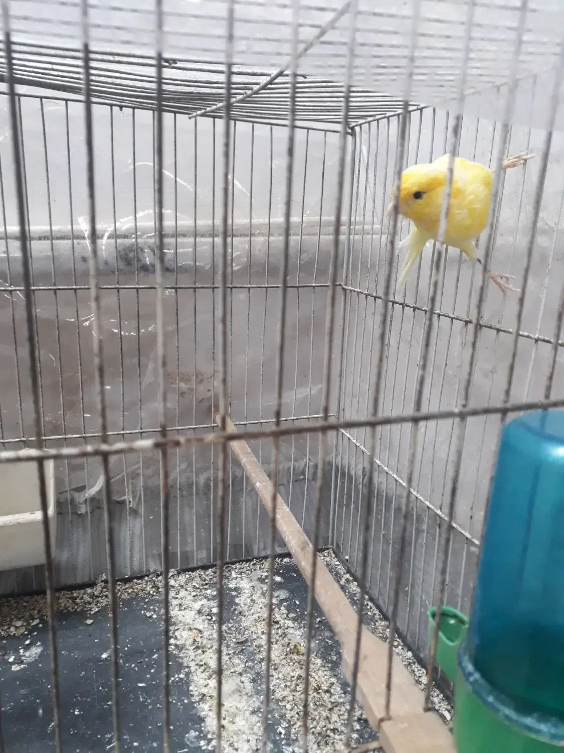 قناری نر و ماده|پرنده|نیشابور, منظر|دیوار