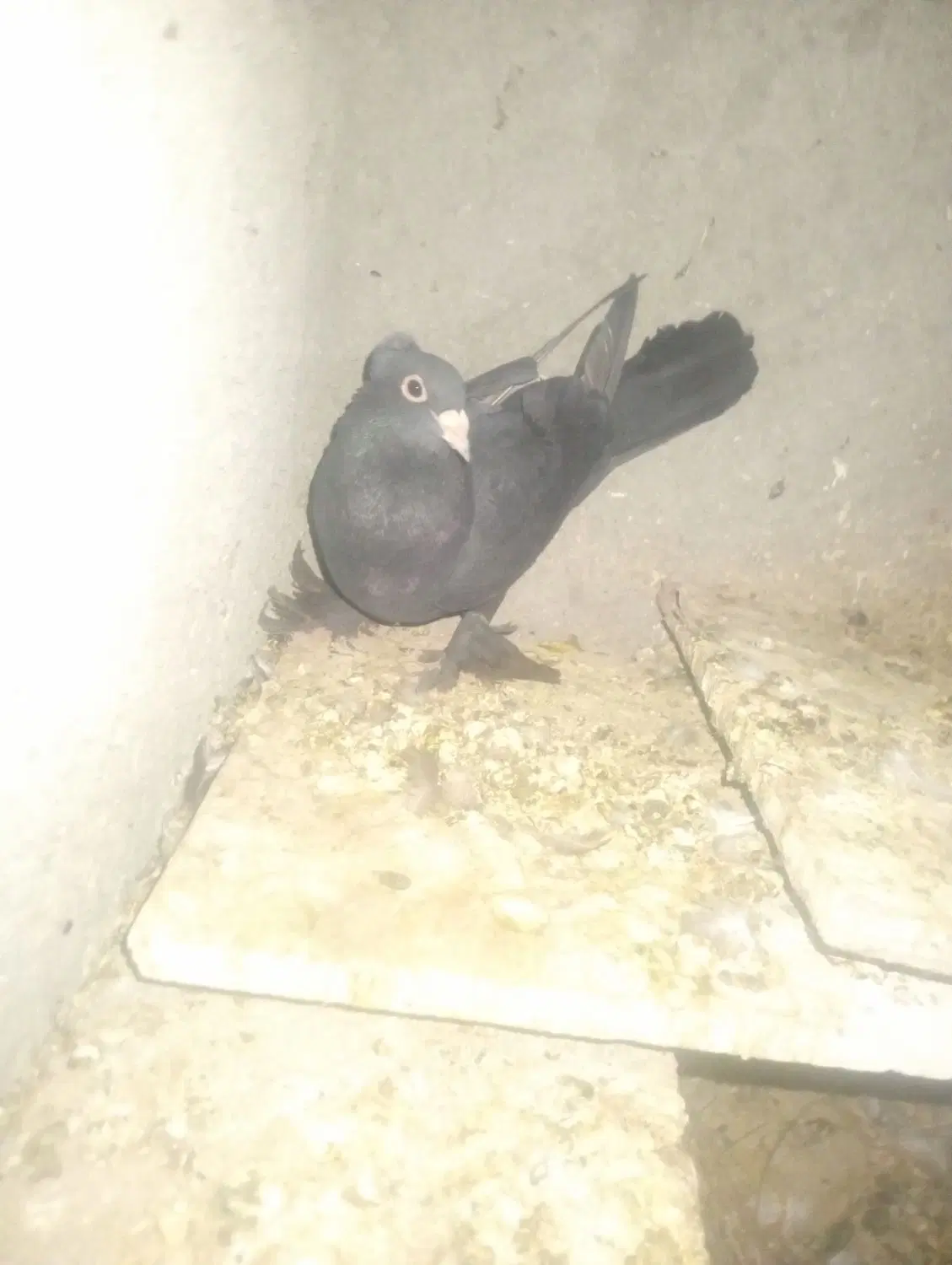 کفتر|پرنده|زاهدان, |دیوار