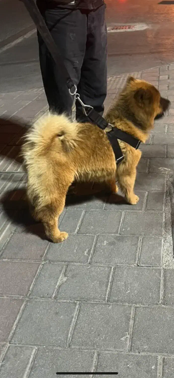 سگ چاوچاو|سگ|تهران, هرندی|دیوار