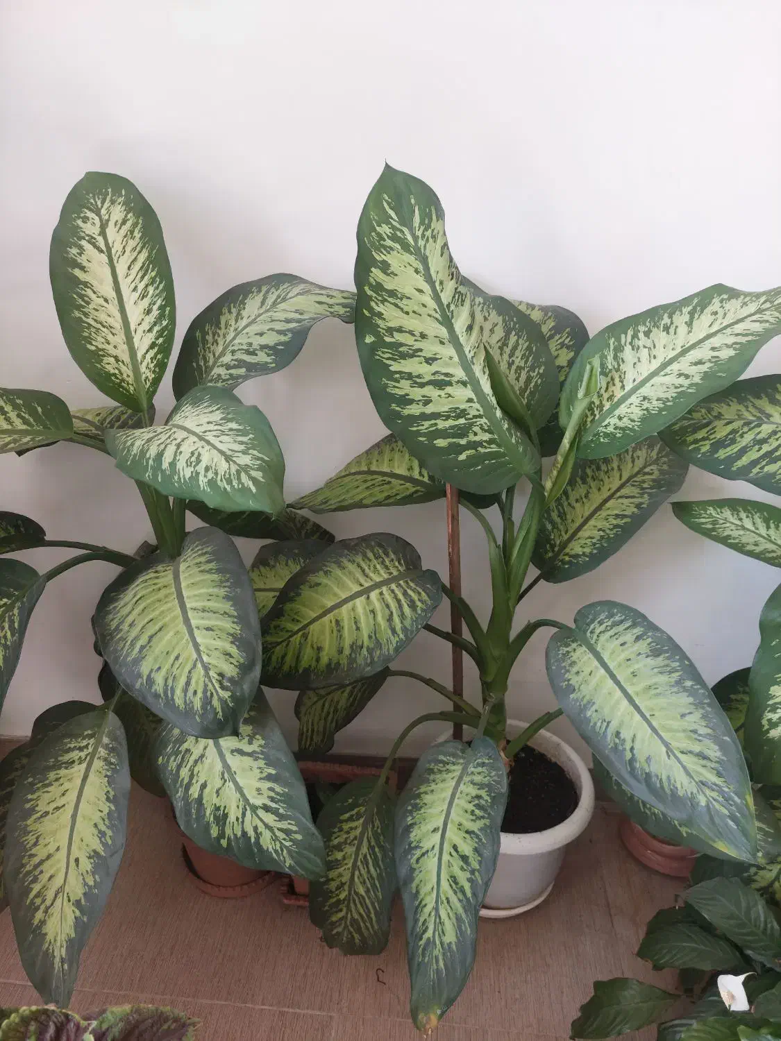 گل دیفن|گل و گیاه طبیعی|آستارا, |دیوار