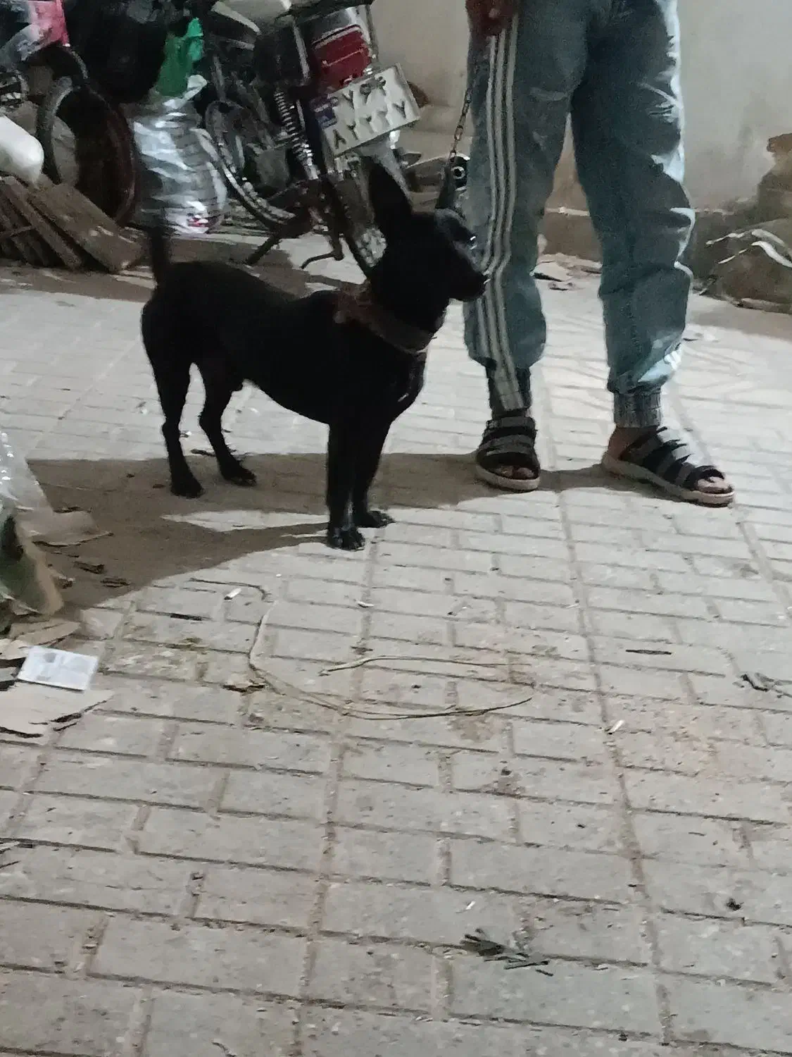 سگ پاکوتاه گرگی|سگ|مشهد, کوی دروی|دیوار