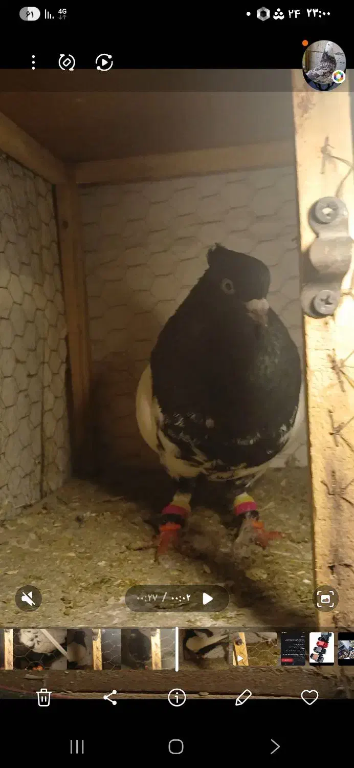 کفتر|حیوانات|گلبهار, شهر جدید گلبهار|دیوار