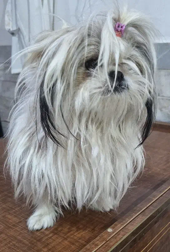 سگ شیتزو ماده اورجینال|سگ|اردبیل, |دیوار