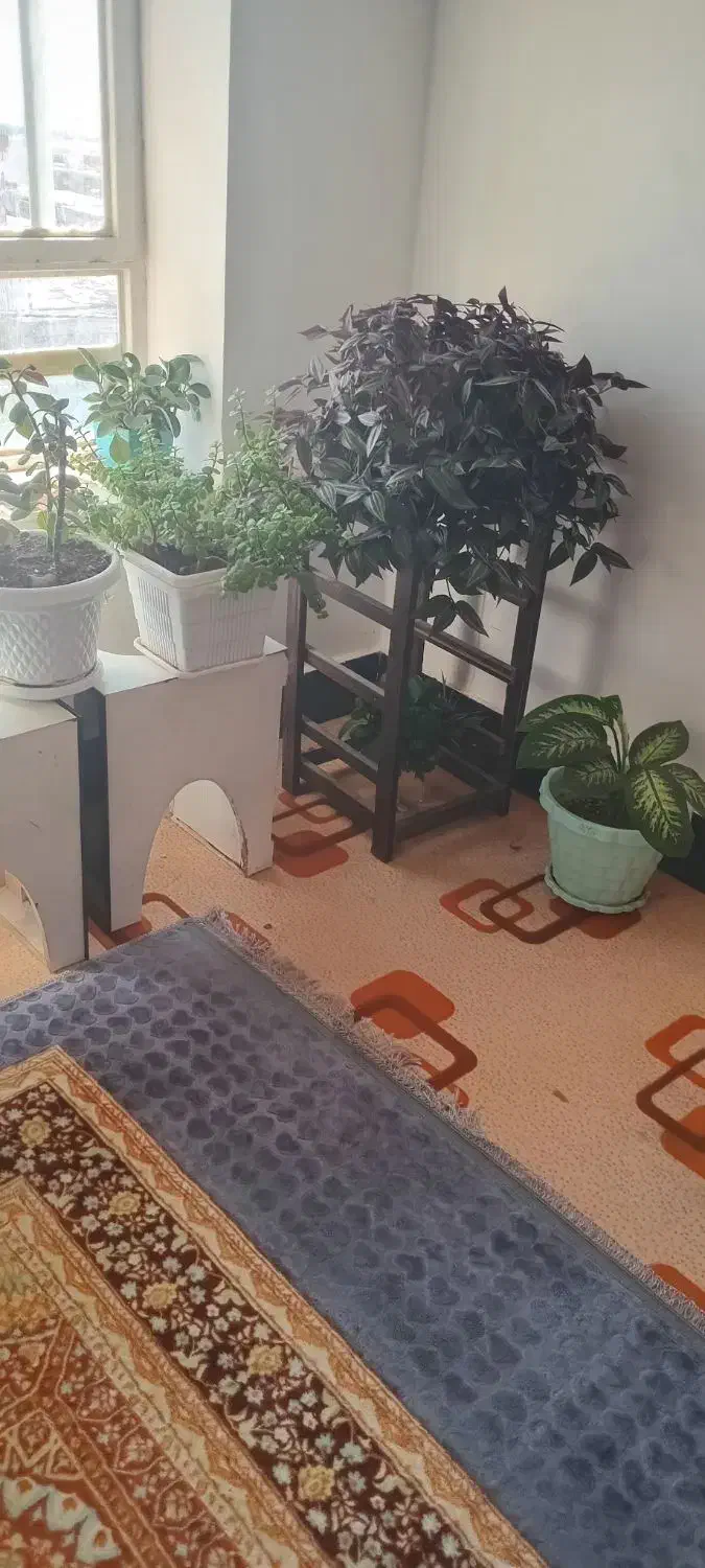 گل برای فروش|گل و گیاه طبیعی|یاسوج, |دیوار