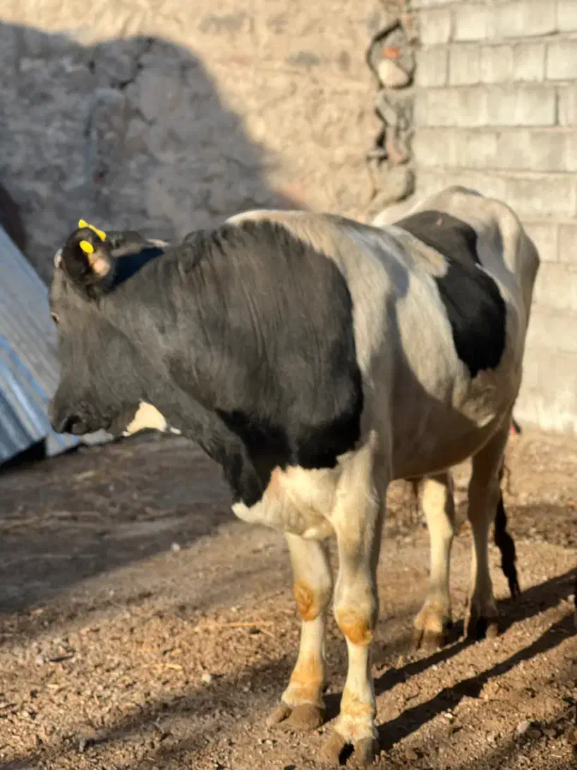 گاو نر نژاد سیمینتال|حیوانات مزرعه|مشگین شهر, |دیوار