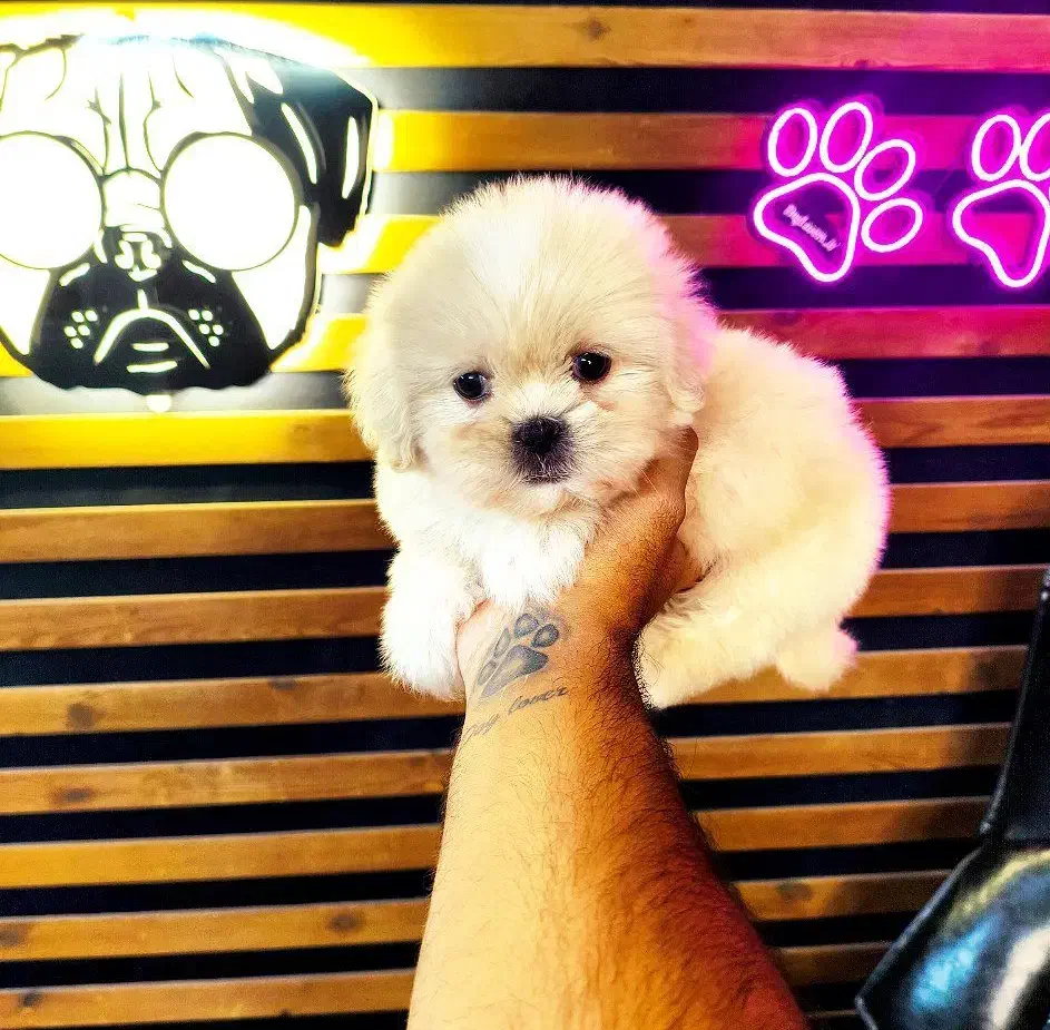 پامرانین خرسی توی پودل شیتزو مینی سگ آپارتمانی|سگ|اصفهان, خانه اصفهان|دیوار