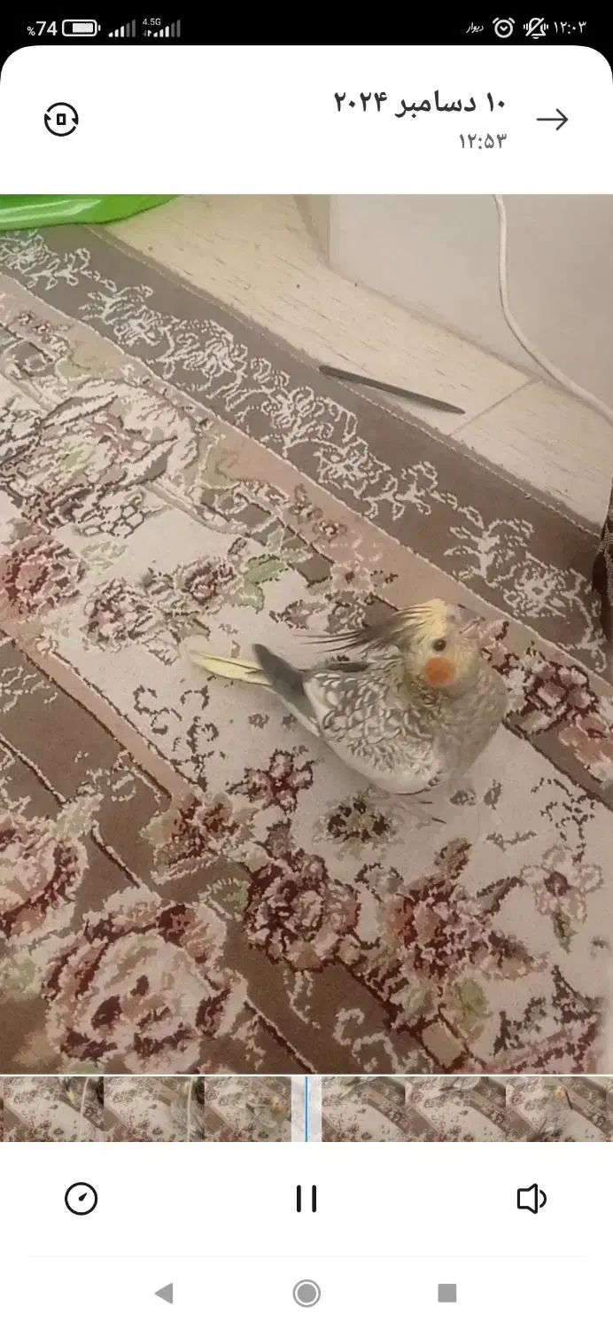 عروس هلندی گم شده|حیوانات|بروجرد, |دیوار